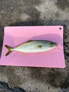 ワカシの釣果