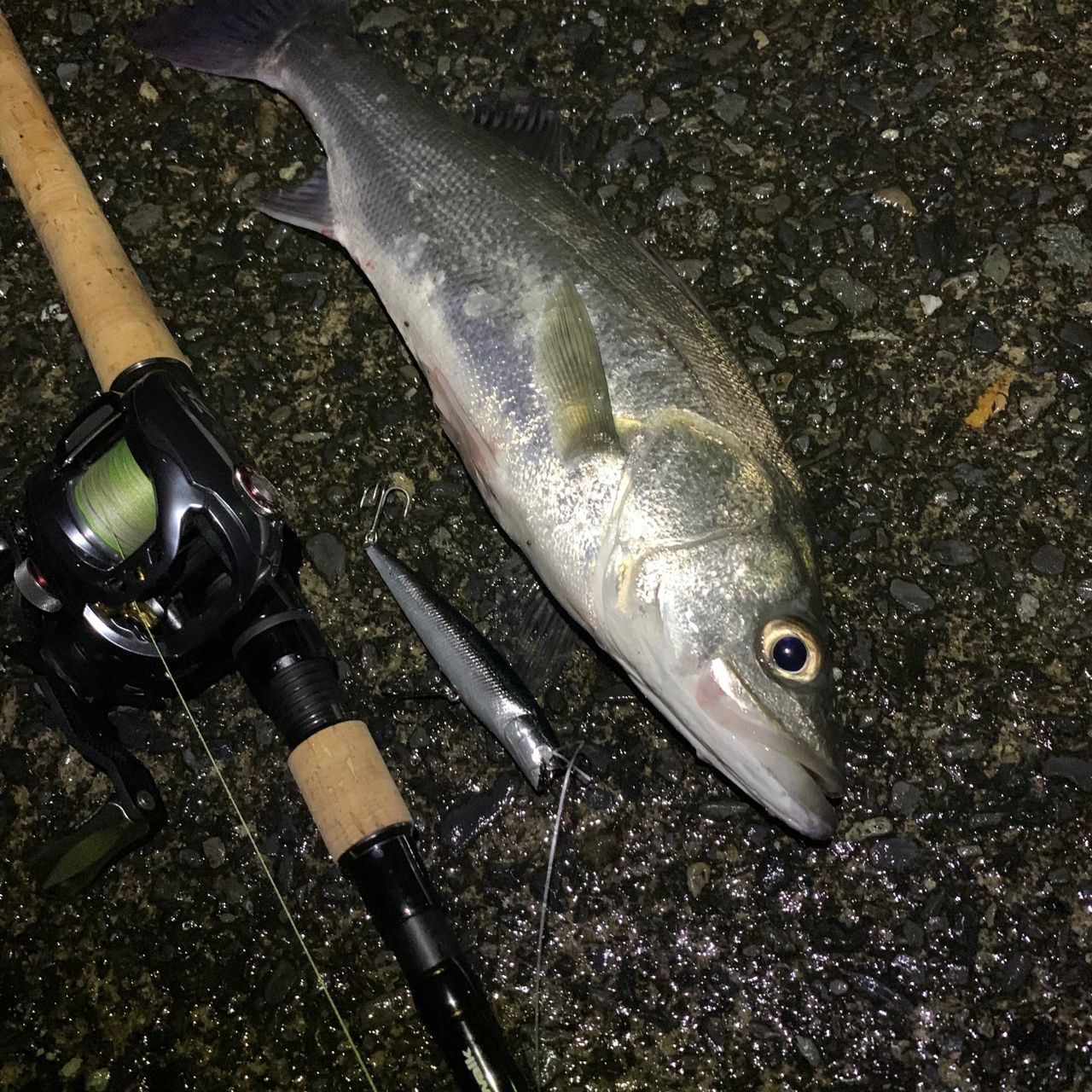 フッコ（マルスズキ）