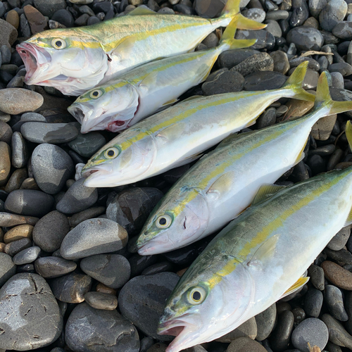 ワカシの釣果