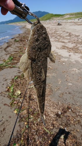 マゴチの釣果