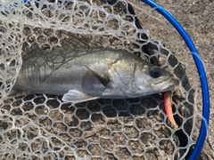 フッコ（マルスズキ）の釣果