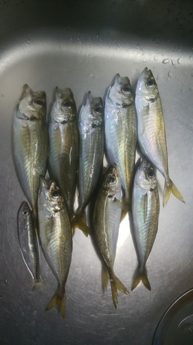 アジの釣果