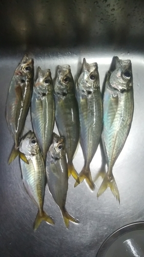 アジの釣果