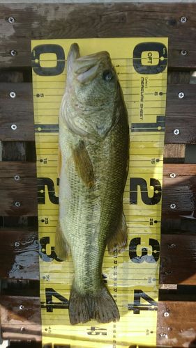 ブラックバスの釣果