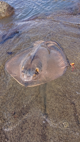 エイの釣果