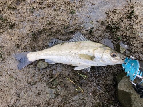 スズキの釣果