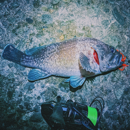 クロソイの釣果