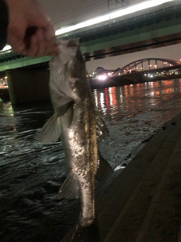 シーバスの釣果