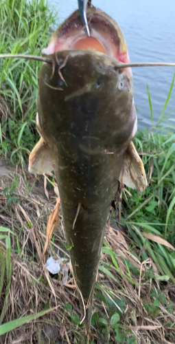 ナマズの釣果