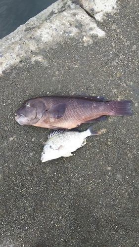 カンダイの釣果