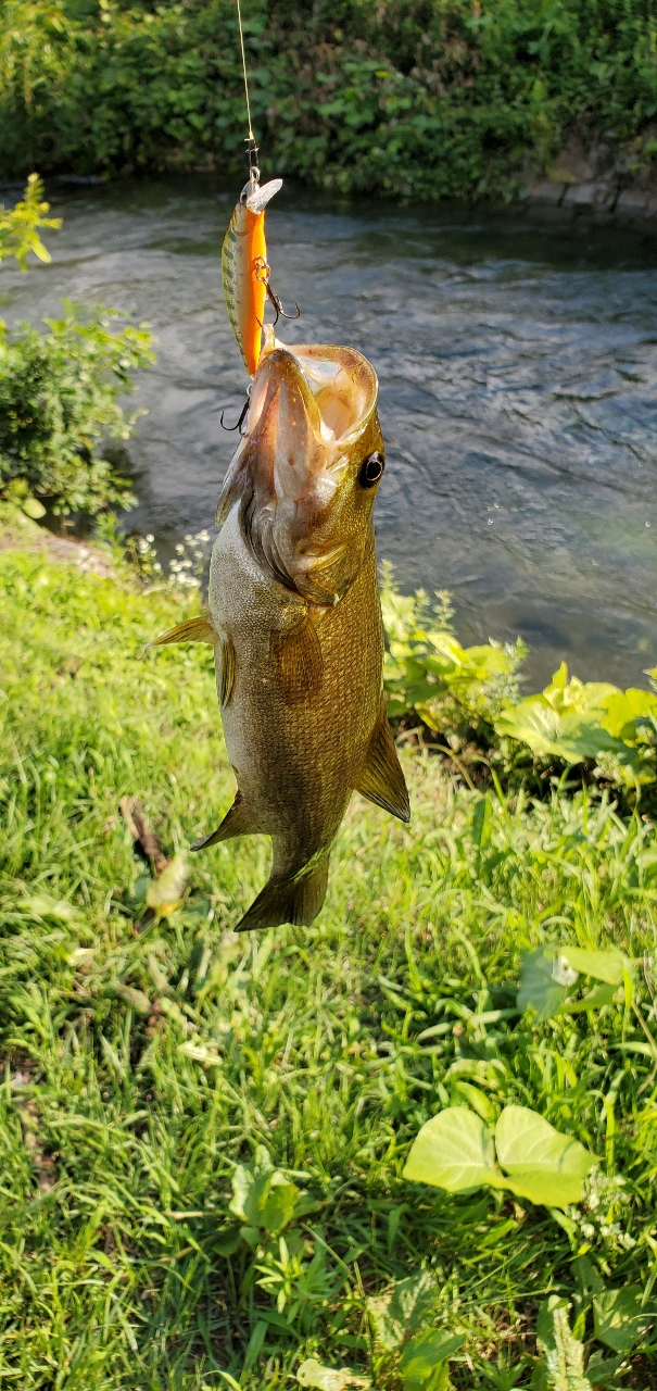 スモールマウスバス