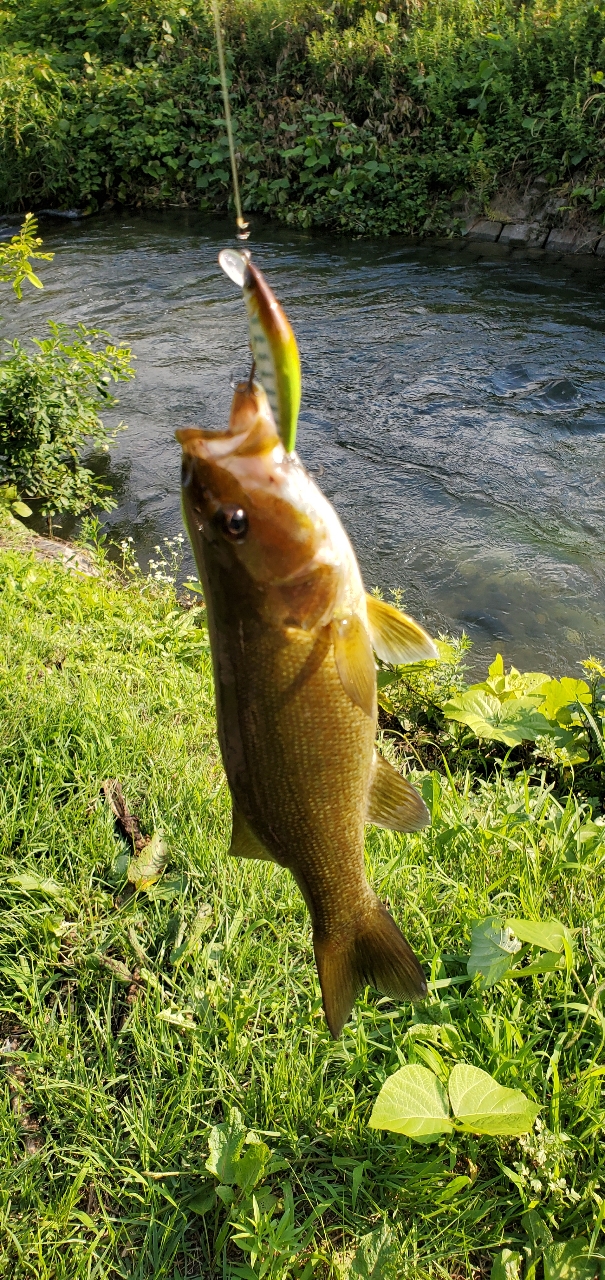 スモールマウスバス