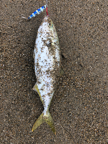 ツバスの釣果