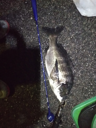 クロダイの釣果