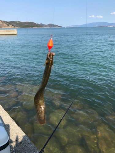 ギンポの釣果