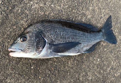 チヌの釣果