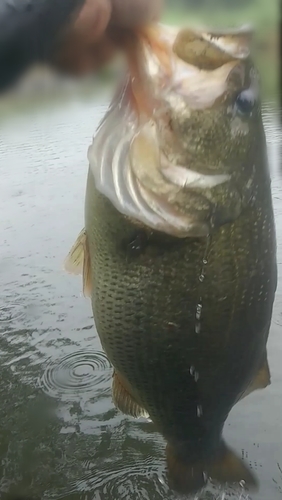 ラージマウスバスの釣果