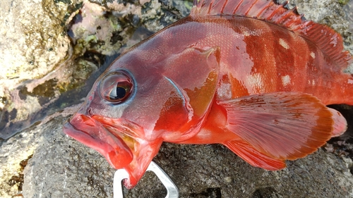 アカハタの釣果