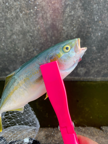 ツバスの釣果