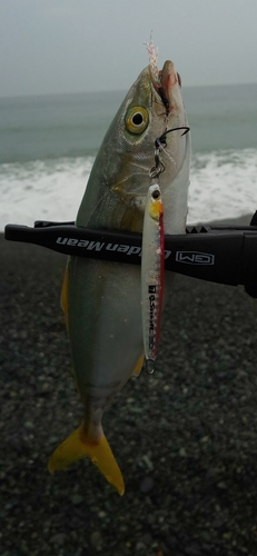 ワカシの釣果