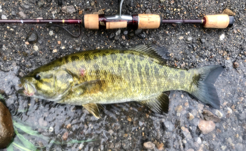 スモールマウスバスの釣果