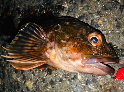 カサゴの釣果