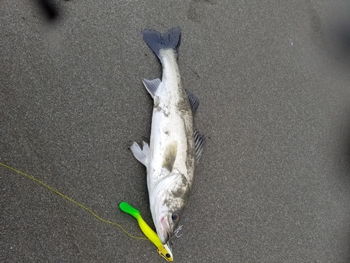 フッコ（マルスズキ）の釣果