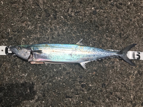 サゴシの釣果