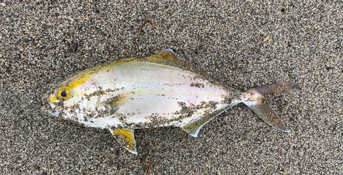 ショゴの釣果