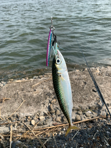 サバの釣果