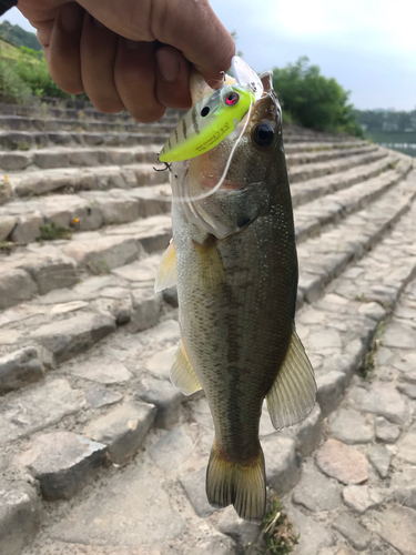 ブラックバスの釣果