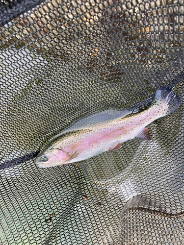 ニジマスの釣果