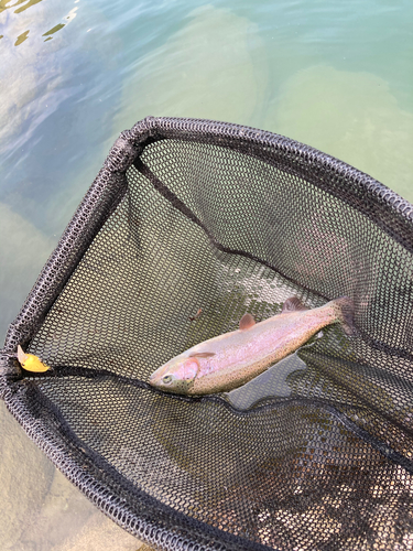 ニジマスの釣果