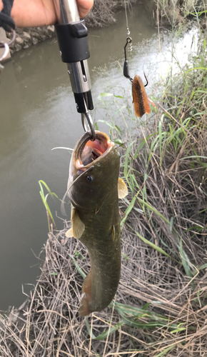 ナマズの釣果