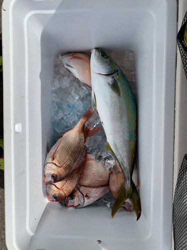 チダイの釣果