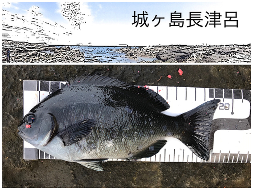 グレの釣果