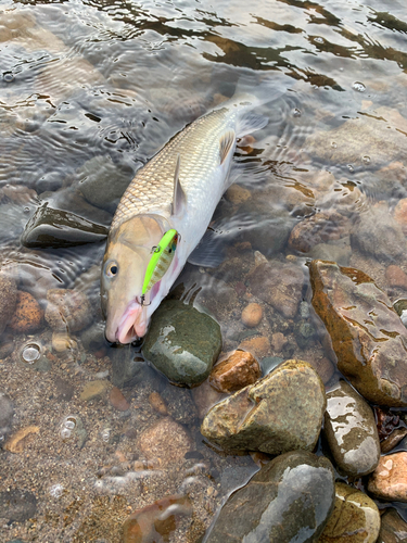 ニゴイの釣果