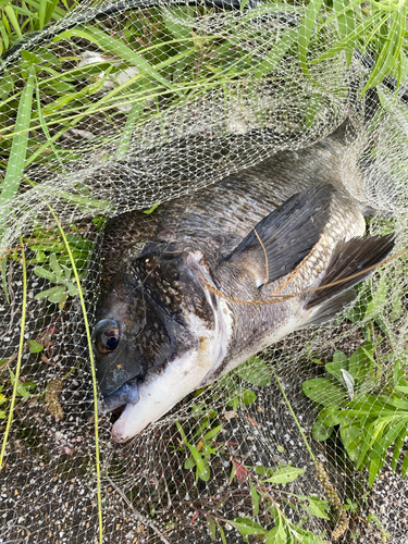 クロダイの釣果