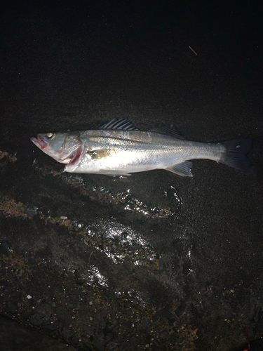 マルスズキの釣果