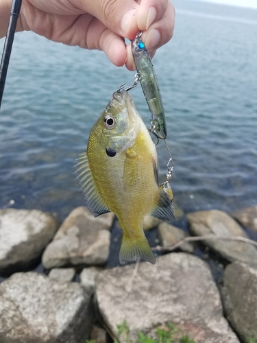 ブルーギルの釣果