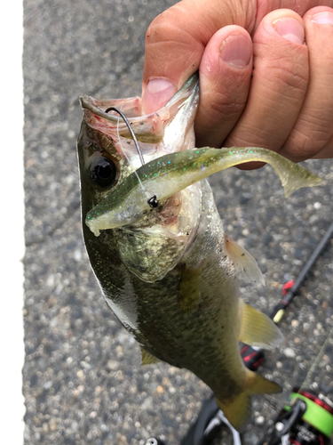 ラージマウスバスの釣果