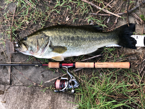 ブラックバスの釣果