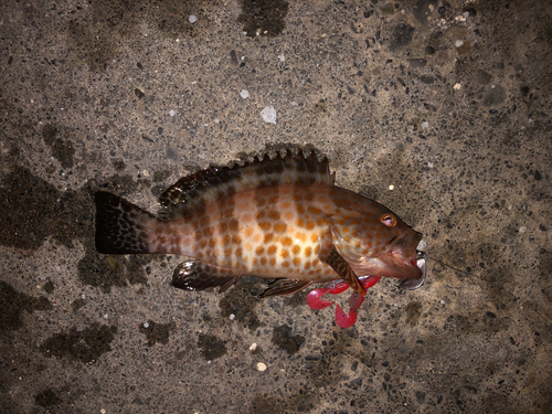 オオモンハタの釣果