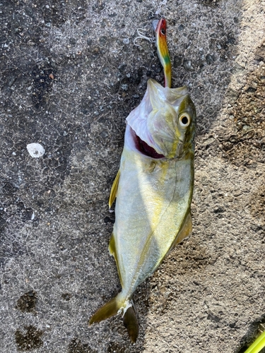 カンパチの釣果