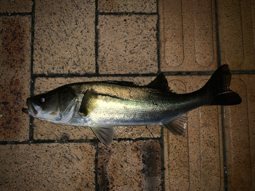 セイゴ（マルスズキ）の釣果