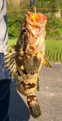 タケノコメバルの釣果