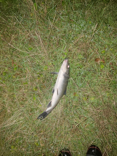 ニゴイの釣果