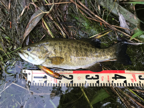 スモールマウスバスの釣果