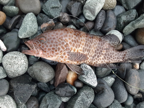 オオモンハタの釣果