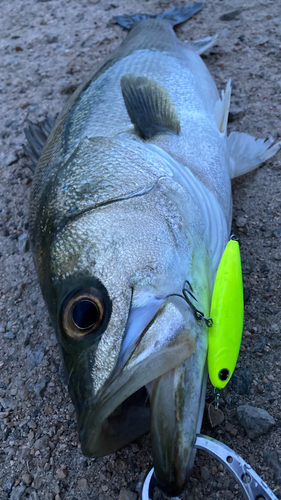 シーバスの釣果